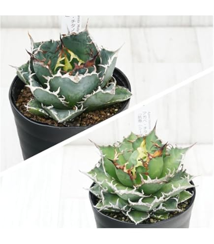 Amazon｜アガベ チタノタ 白鯨 (ハクゲイ)/ Agave titanota 'White