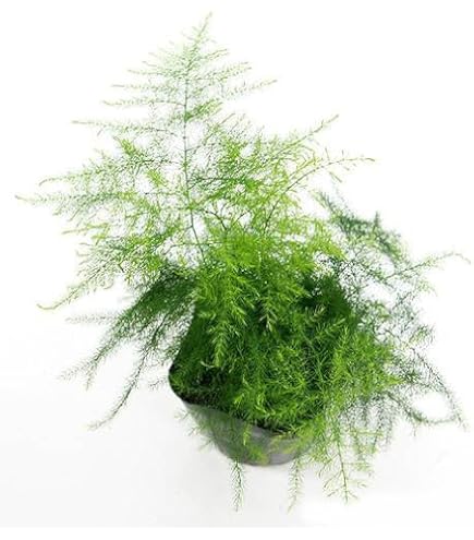 Amazon｜（観葉植物）アスパラガス メイリー 3号（1ポット）｜観葉