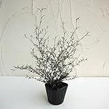 コロキア：コトネアステル3号ポット 2株セット[ワイヤーのようなユニークな姿が人気！] ノーブランド品