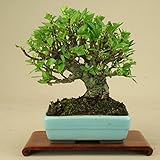 いよじ園 クチナシ -小葉性- 小品盆栽 （いよじ園）