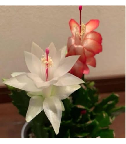 Amazon｜おしゃれ 観葉植物：デンマークカクタス コンペイトウ 鉢植え