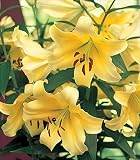 秋植え球根 ゆり オリエンタルリリー イエローカサブランカ コンカドール 1球