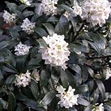 沈丁花（ジンチョウゲ）：白花4.5～5号ポット[香りのよい小花をたくさん咲かせます] ノーブランド品