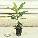 家庭果樹：庭木：ビワ（枇杷） クイーン長崎orなつだより (なつたより)