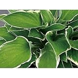 ギボウシ(擬宝珠)ホスタ・ノースヒルズ(大株) 外斑入り 植木 多年草