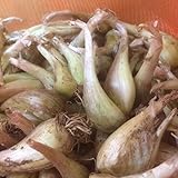 茨城県産　らっきょう（エシャレット）　種子　500g
