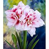 アマリリス大輪八重咲き：エルバス1球[春植え球根・豪華な花姿が楽しめる！] ノーブランド品