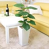 【ブルーミングスケープ】 フィカス ウンベラータ 7号 ホワイトスクエア陶器鉢 ストレート｜おしゃれな観葉植物
