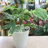 ヤツデ（八手）鉢植え 縁起の良い植物