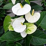 アンスリウム：シエラホワイト7号鉢植え ノーブランド品