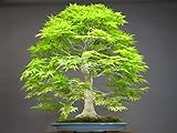 50 japanese bonsai maple tree Seeds mini bonsai tree for indoor plant can put on office desk