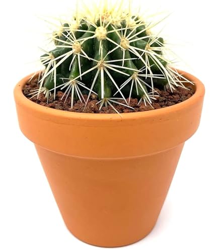 サボテン 金鯱 キンシャチ 8号 逸品 ビッグサイズ 本物 観葉植物 アガベ Amazon.co.jp: サボテン 金鯱 8号 ビッグサイズ ナーセリー