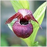 アツモリ草：チベットアツモリソウ3.5号ポット[敦盛草][蘭の仲間・チベット産の] ノーブランド品