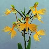 国華園　ラン苗　ひむかサギソウ　黄サギ　1球【※発送が国華園からの場合のみ正規品です】