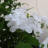 プルンバーゴ[プランバーゴ]（ルリマツリ）：ホワイト5号鉢植え ノーブランド品