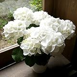 父の日 母の日ギフト 紫陽花 結婚記念日 花 白 鉢植え あじさい フラワーギフト アジサイシュガーホワイト