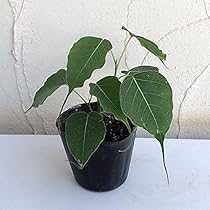 ☆ インドボダイジュ 160cm♪ フィカス•レジリオーサ♪ 楽天市場】観葉植物 フィカス レリジオーサ 4号鉢 インド