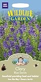 【輸入種子】 Mr.Fothergill's Seeds Wildlife Garden Clary Blue Denim ワイルドライフ・ガーデン クラリー・ブルー・デニム ミスター・フォザーギルズ