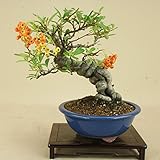 いよじ園 ピラカンサ / 根上り （小品盆栽） 【雑木盆栽】いよじ園