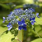 【2018年春～　開花見込み株】ヤマアジサイ「藍姫」