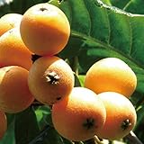 ビワ 苗 【大実 クイーン長崎】 1年生 接ぎ木 ポット苗