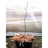 樹木:ブナの木 9cmポット仮植え苗5ポットセット【紫桜館山の花屋】
