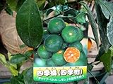 四季橘(四季柑)　2年生