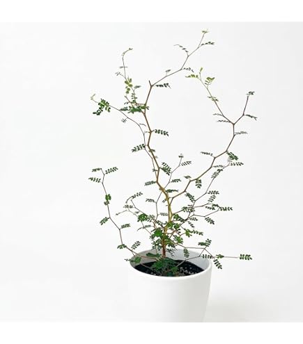 Amazon｜Kvibaba BPM レコード｜観葉植物 オンライン通販