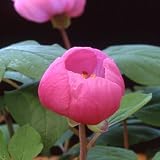 ヤマシャクヤク（山芍薬） ：紅花（炎）5号ポット[紅花の銘花] ノーブランド品