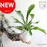 LAND PLANTS コウモリラン 卓上サイズ 4号白色鉢カバーセット