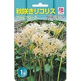 リコリス アルビフローラ 1球