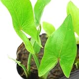 (ビオトープ/水辺植物) サジタリア ラティフォリア(1ポット) 本州・四国限定[生体]