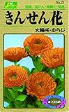 カネコ種苗 草花タネ021 きんせん花 むらじ 10袋セット