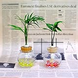 セラハイト　室内の彩りを添える植物　『クロトン』と『ご神木　梛(ナギ)の木』　2個セット 【土なし　清潔　水やり簡単　セラハイト】　　　梛の木は、「NHK大河ドラマ　女城主　直虎」で「愛しいものの無事