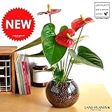 LAND PLANTS ガラス陶器で育てる アンスリューム（赤色）アンスリウム ハイドロカルチャー