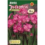 秋植え球根 八重咲フリージア (ピンク) (234420)