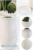 (山野草)山野草ギフト オモト(万年青) 都城 陶器鉢植え(1鉢)(受け皿付) 新築祝い 引越し祝い 本州・四国限定[生体]