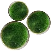 100年生きる育成まりも(1.0cm×1個,1.3cm×1個,1.5cm×1個,) 水草 飼育