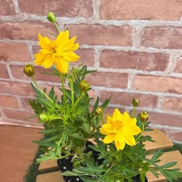 今年度最終出品　 月下美人 45 支柱 鉢付 8月23日現在花芽2つついています 月下美人鉢植え・大