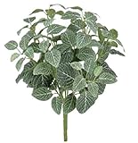 タカショー 観葉植物・グリーンデコ 和風下草 フィットニア GN-73 W40cm