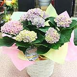花の色の変化が楽しめる あじさい 鉢植え マジカルアジサイ：レボリューション ピンクパープルン色で花は小さく可愛い感じ 5号 籐かご付き 花 ギフト