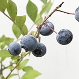 ブルーベリー 苗木 パウダーブルー 13.5cmポット苗 ラビットアイ系 ブルーベリー 苗