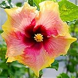 発売中！！！花の鉢植え用の200pcsのハイビスカスの種16kinds HIBISCUS ROSA-シネンシスフラワー種子ハイビスカスの木の種子