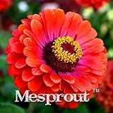 100PCS Zinnia Seeds, green color(green youth and old age),rare variety,heat tolerant Garden flower,e