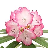 (株)赤塚植物園 ① スーパーローディー（シャクナゲ） 5号 ミセスフジイ