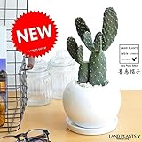 LAND PLANTS 【多肉植物】 ウチワサボテン 2本立ち 墨烏帽子 白色丸型陶器鉢