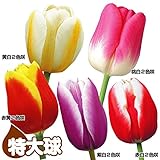 国華園 チューリップ 特大球2色咲セット 5色50球 (各10球)【※発送が国華園からの場合のみ正規品です】