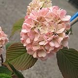 ビバーナム メリーミルトン 3年生苗