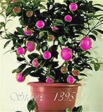 20 Pcs Rare Rainbow Lemon Seeds Organic Fruit Lemon Tree Seeds Home Garden Fruit Plant Colorful Bons