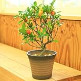 盆栽：実成くちなし(萬古焼小鉢)*